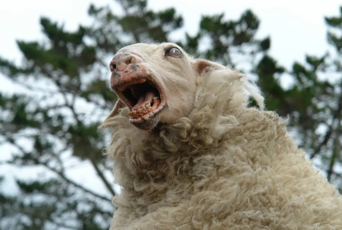 Black Sheeps a sa bande-annonce. Et cela s'annonce très fun.